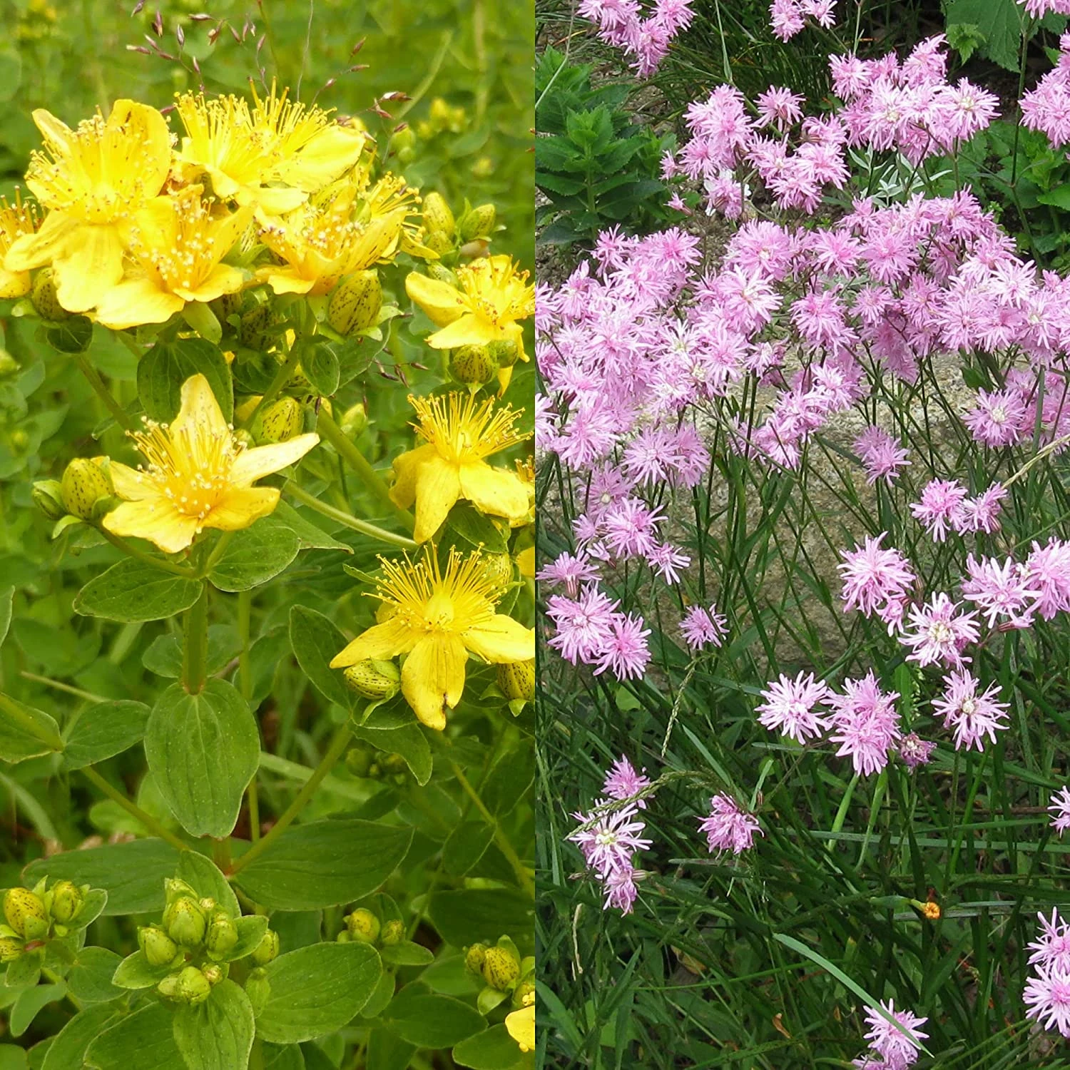 Stauden Bienenweide | BIO Bienenwiese Von Biobalu 1 Stauden Bienenweide | BIO Bienenwiese Von Biobalu