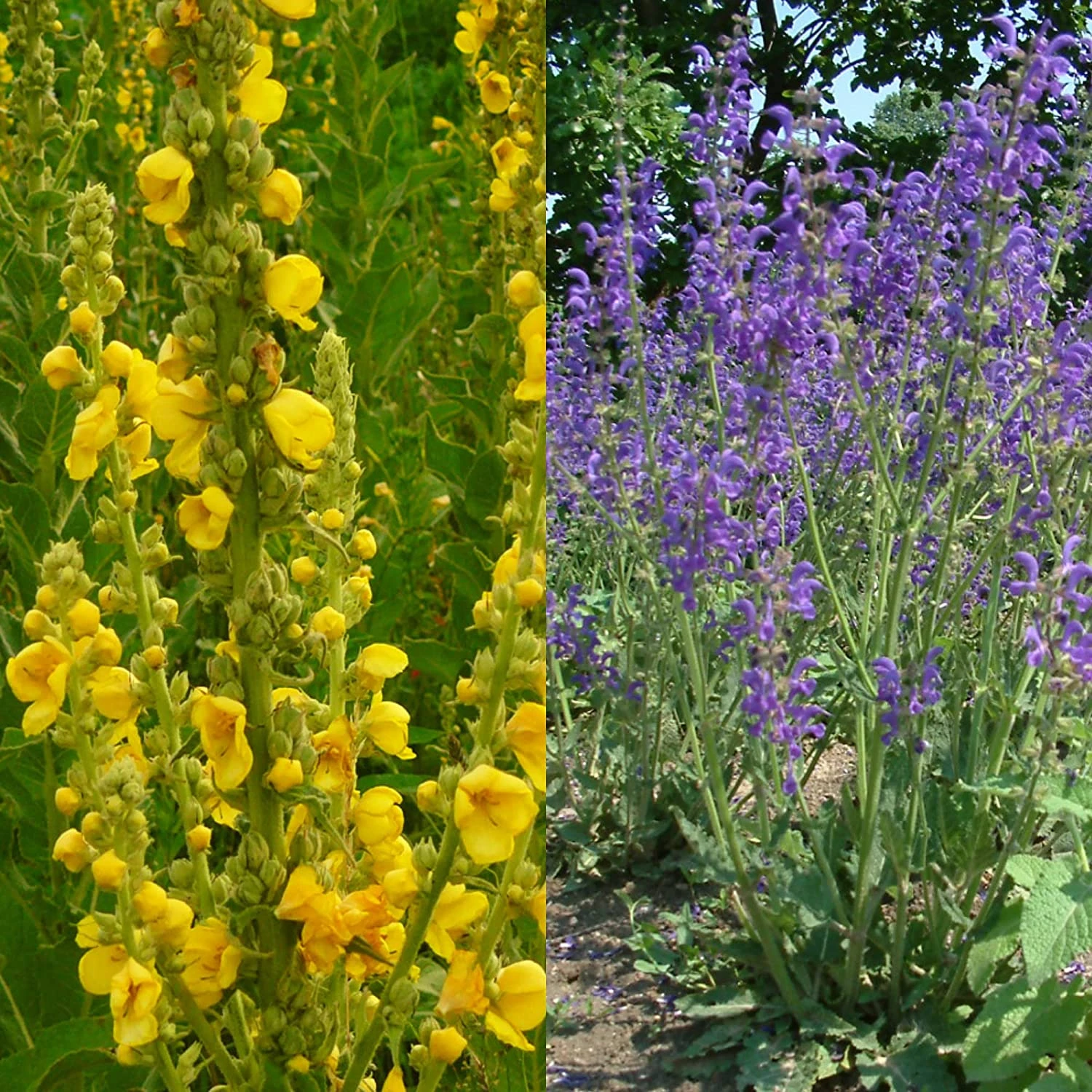 Stauden Bienenweide | BIO Bienenwiese Von Biobalu 4 Stauden Bienenweide | BIO Bienenwiese Von Biobalu – Bild 4