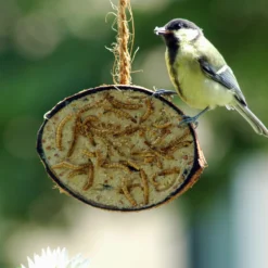 Kokosnüsse Variationen (10 Stück) | Vogelfutter Von Dobar -Angebote Pflanzen Glanz Store 555836 Kokosnuesse Variationen 10 Stueck 24090e dr 1