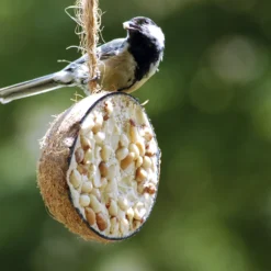 Kokosnüsse Variationen (10 Stück) | Vogelfutter Von Dobar -Angebote Pflanzen Glanz Store 555836 Kokosnuesse Variationen 10 Stueck 24090e dr 2
