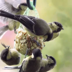 Futterglocke Erdnuss &amp; Protein | Vogelfutter Von Dobar -Angebote Pflanzen Glanz Store 555837 Futterglocke Erdnuss und Protein 24100e dr 4