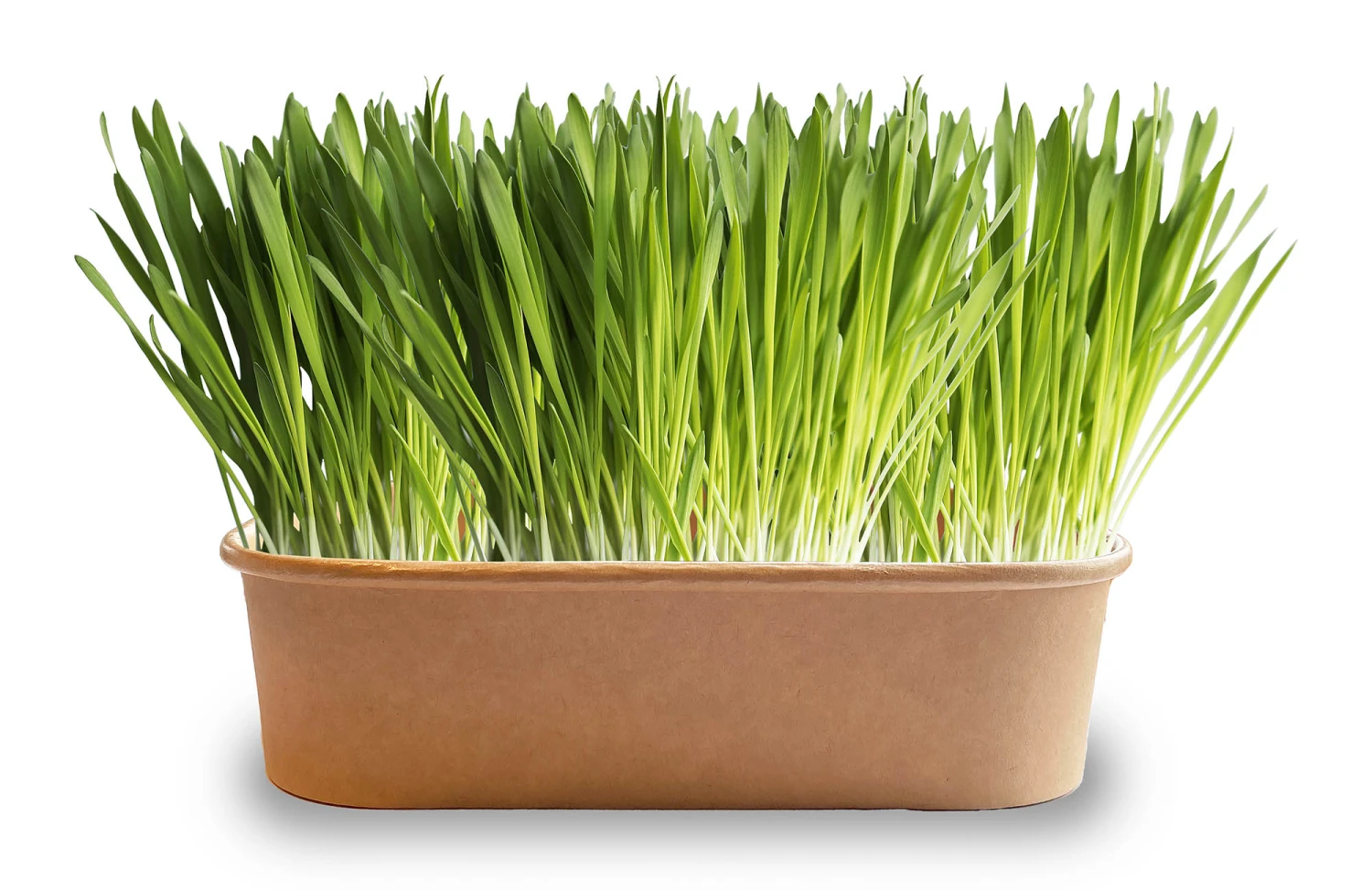 Pet-Buffet Katzengras Rich & Tasty (3 Tütchen) | Katzen Von Baza 2 Pet-Buffet Katzengras Rich & Tasty (3 Tütchen) | Katzen Von Baza – Bild 2