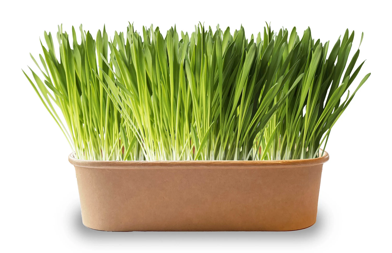 Pet-Buffet Meerschweinchen Delicieux (3 Tütchen) | Meerschweinchen Von Baza 2 Pet-Buffet Meerschweinchen Delicieux (3 Tütchen) | Meerschweinchen Von Baza – Bild 2