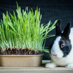 Pet-Buffet Kaninchen Gourmet (3 Tütchen) | Kaninchen Von Baza 8 Pet-Buffet Kaninchen Gourmet (3 Tütchen) | Kaninchen Von Baza -Angebote Pflanzen Glanz Store 556717 Pet Buffet Kaninchen gourmet 3 Tuetchen 18050540 bz 3