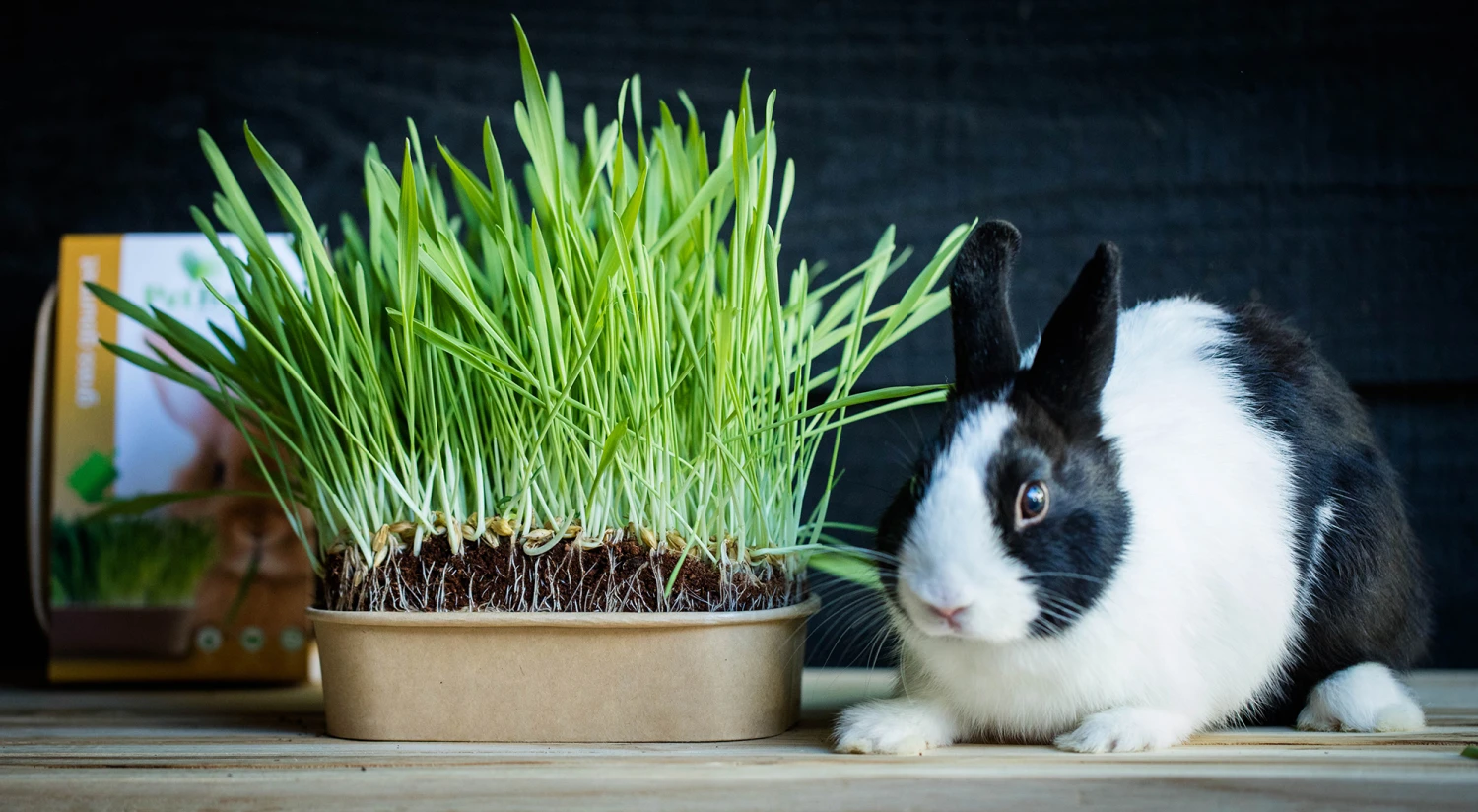 Pet-Buffet Kaninchen Gourmet (3 Tütchen) | Kaninchen Von Baza 4 Pet-Buffet Kaninchen Gourmet (3 Tütchen) | Kaninchen Von Baza – Bild 4