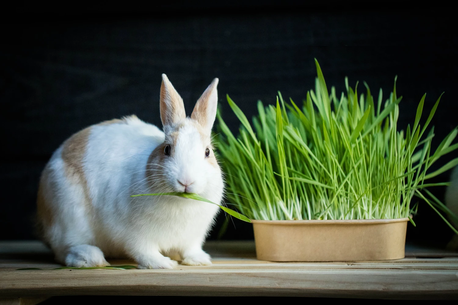 Pet-Buffet Kaninchen Gourmet (3 Tütchen) | Kaninchen Von Baza 2 Pet-Buffet Kaninchen Gourmet (3 Tütchen) | Kaninchen Von Baza – Bild 2