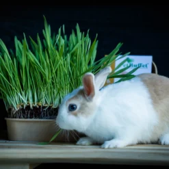 Pet-Buffet Kaninchen Gourmet (3 Tütchen) | Kaninchen Von Baza 7 Pet-Buffet Kaninchen Gourmet (3 Tütchen) | Kaninchen Von Baza -Angebote Pflanzen Glanz Store 556717 Pet Buffet Kaninchen gourmet 3 Tuetchen 18050540 bz 5