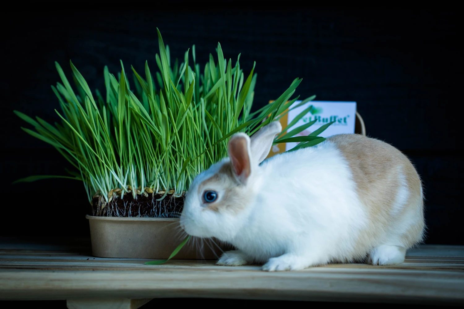 Pet-Buffet Kaninchen Gourmet (3 Tütchen) | Kaninchen Von Baza 3 Pet-Buffet Kaninchen Gourmet (3 Tütchen) | Kaninchen Von Baza – Bild 3