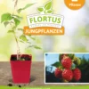 Himbeerpflanze Autumn Bliss | Himbeerpflanzen Von FLORTUS