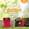 Himbeerpflanze Willamette | Himbeerpflanzen Von FLORTUS