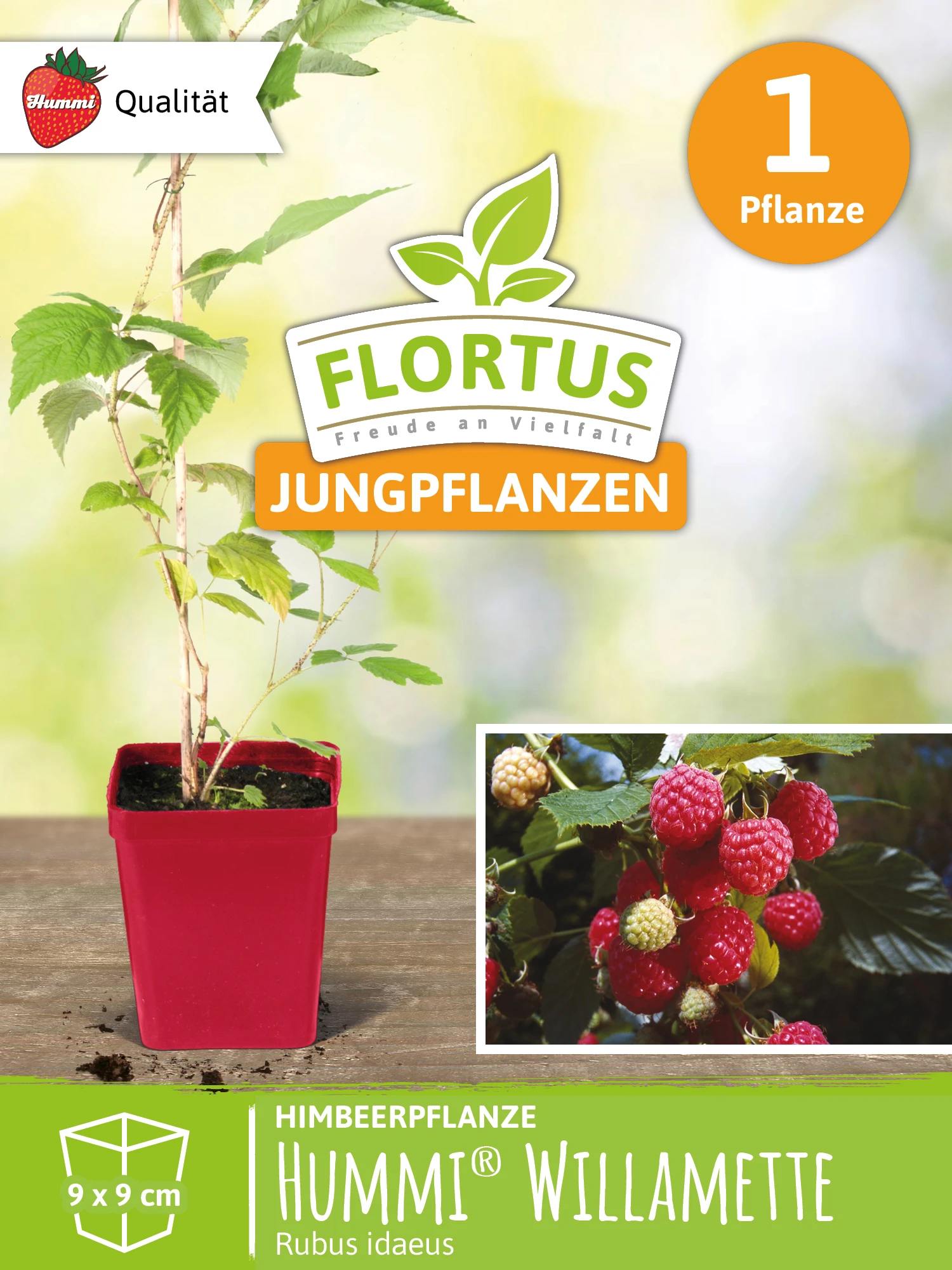 Himbeerpflanze Willamette | Himbeerpflanzen Von FLORTUS 1 Himbeerpflanze Willamette | Himbeerpflanzen Von FLORTUS
