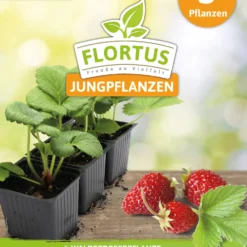 Walderdbeerpflanzen Hummi® Waldfee | Erdbeerpflanzen Von FLORTUS -Angebote Pflanzen Glanz Store 562120 Walderdbeerpflanze Hummi Waldfee 2000 0682 3x 1