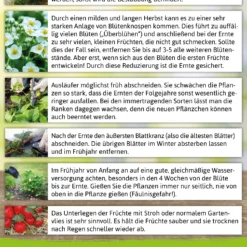 Walderdbeerpflanzen Hummi® Waldfee | Erdbeerpflanzen Von FLORTUS