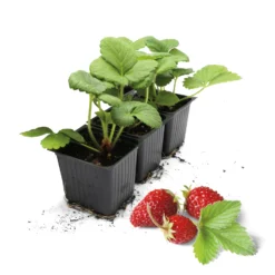 Walderdbeerpflanzen Hummi® Waldfee | Erdbeerpflanzen Von FLORTUS -Angebote Pflanzen Glanz Store 562120 Walderdbeerpflanzen Hummi Waldfee 2000 0682 3x 0