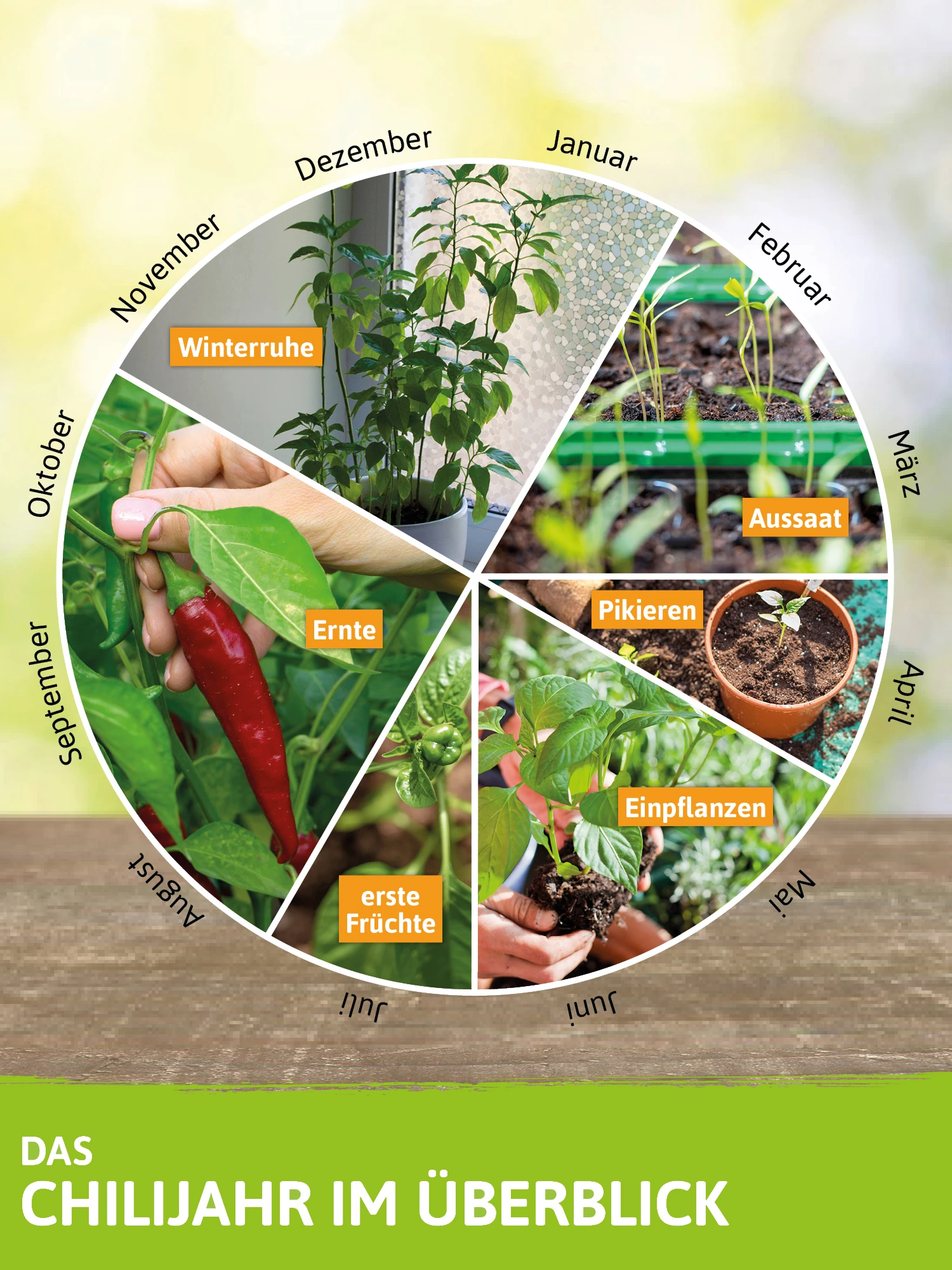 Chilipflanzenset Jalapeno Sorten | Chili Jungpflanzen Von FLORTUS 1 Chilipflanzenset Jalapeno Sorten | Chili Jungpflanzen Von FLORTUS