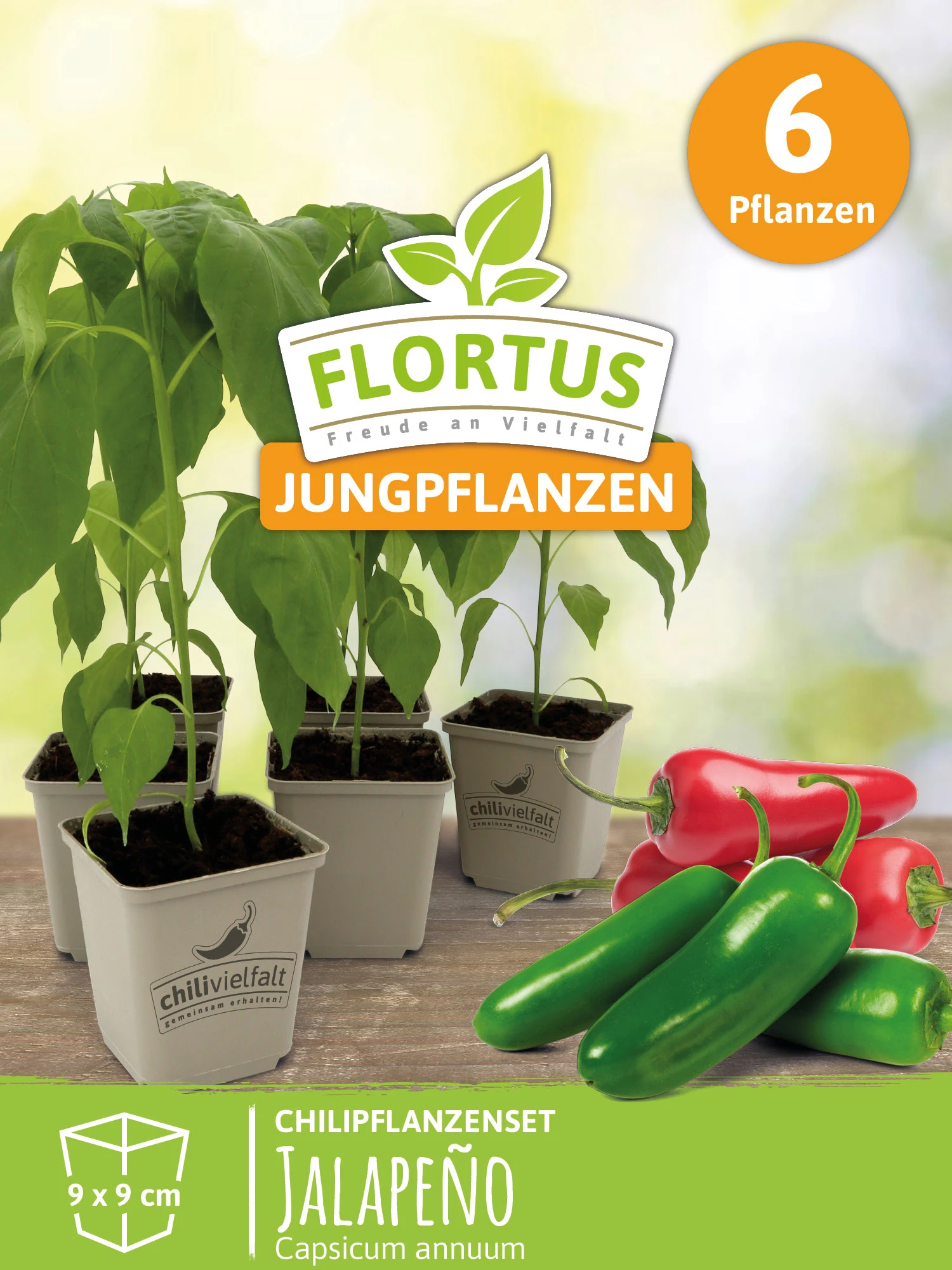 Chilipflanzenset Jalapeno Sorten | Chili Jungpflanzen Von FLORTUS 2 Chilipflanzenset Jalapeno Sorten | Chili Jungpflanzen Von FLORTUS – Bild 2